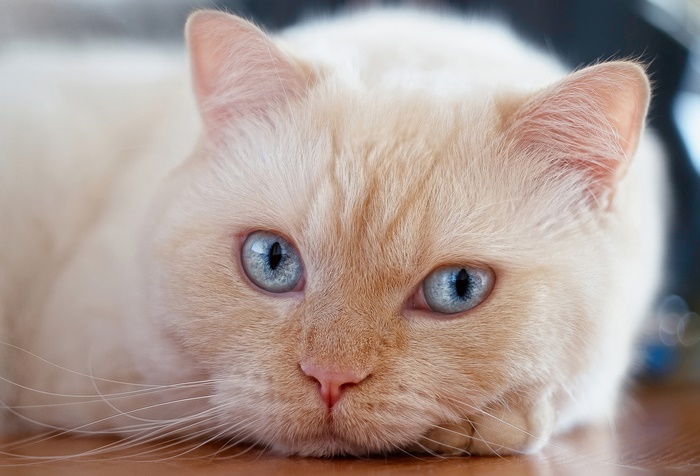 Close-up of a cream-colored cat with blue eyes