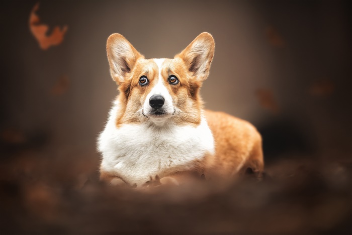 Pembroke Welsh Corgi lying down outdoors