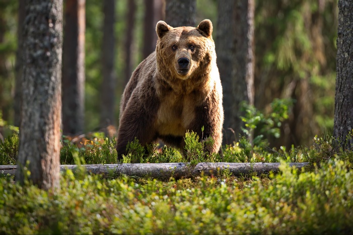 Brown bear standing in a forest