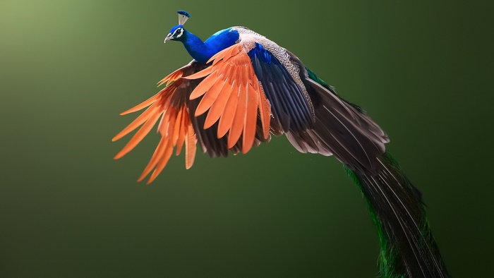 Peacock in flight with spread wings