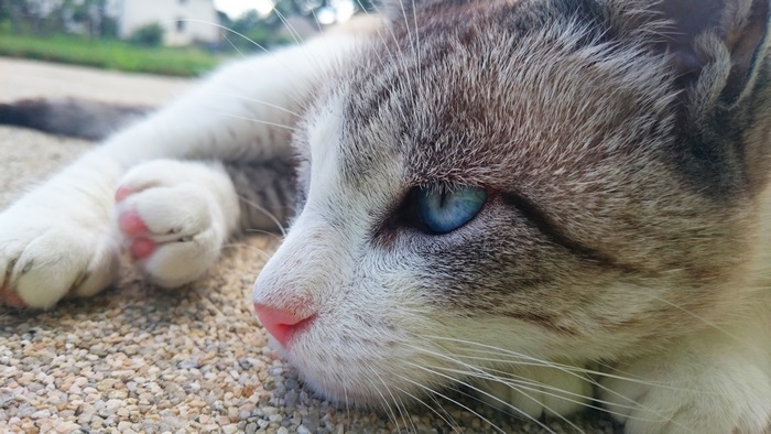 Cat 4K