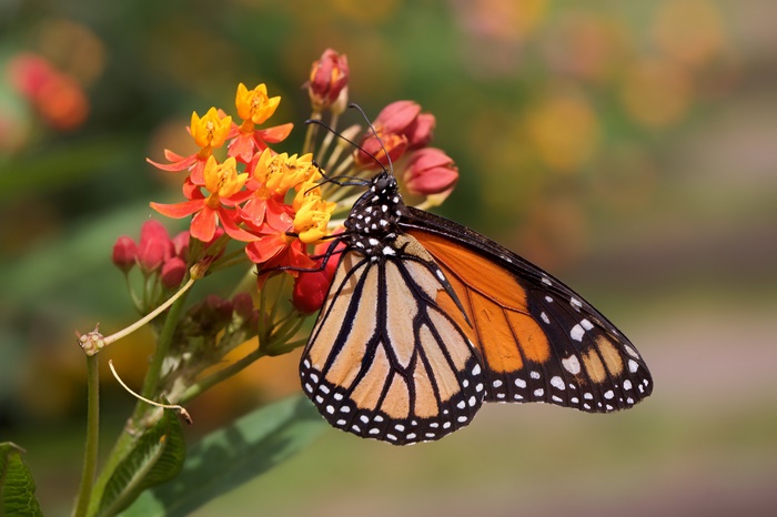 Monarch butterfly on orange and yellow flowers