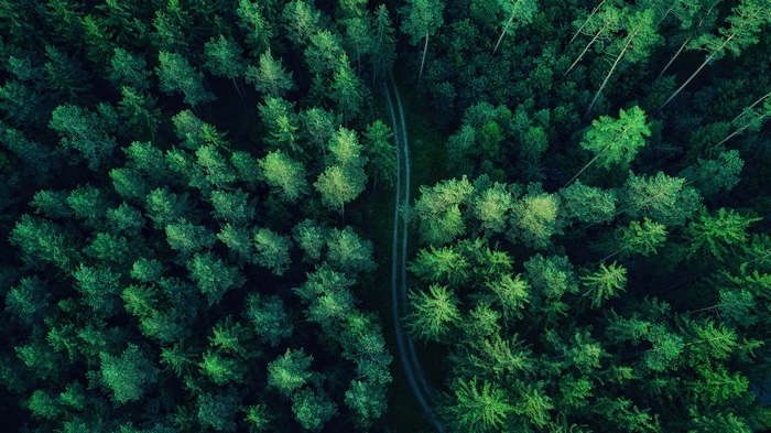 Aerial View of a Dense Forest with a Path