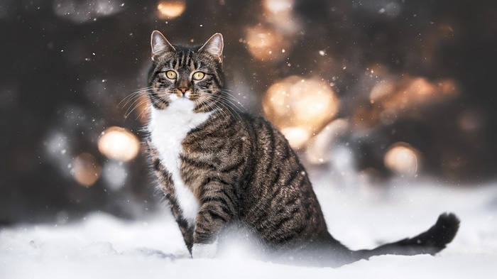 Tabby Cat in Snow with Bokeh Lights 4K