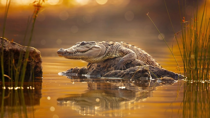 Crocodile resting on a rock in golden water