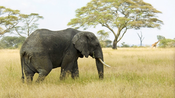 Elephant in a grassy field with trees and a giraffe