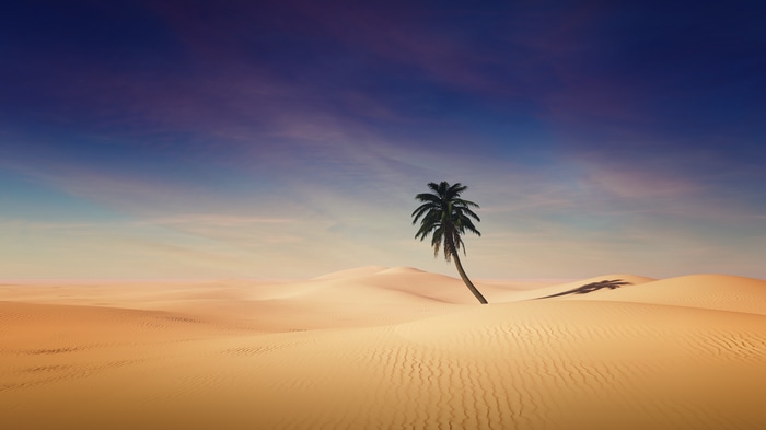 Desert landscape with a single palm tree