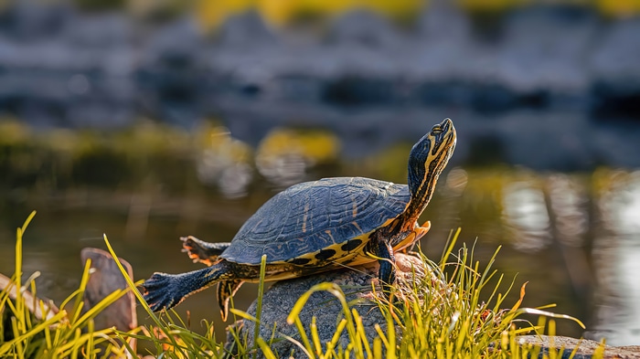 Turtle basking on a rock near water