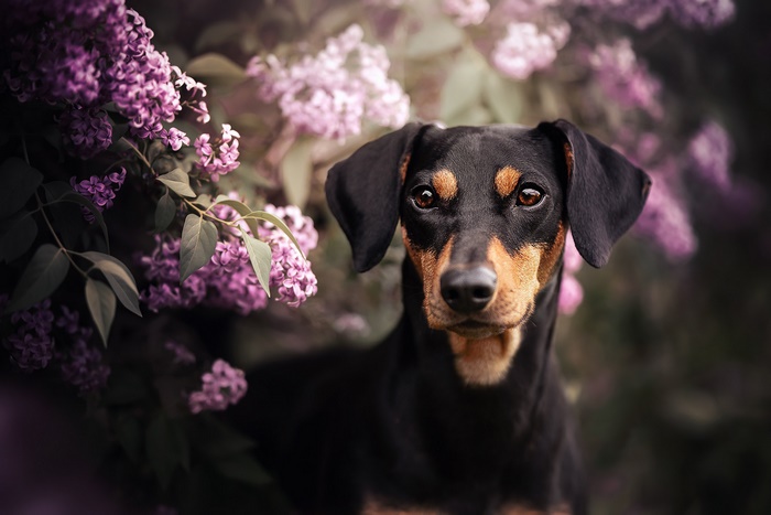 German Pinscher dog with lilac flowers