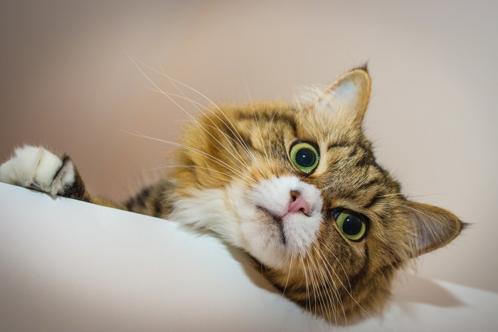 Cat 4K