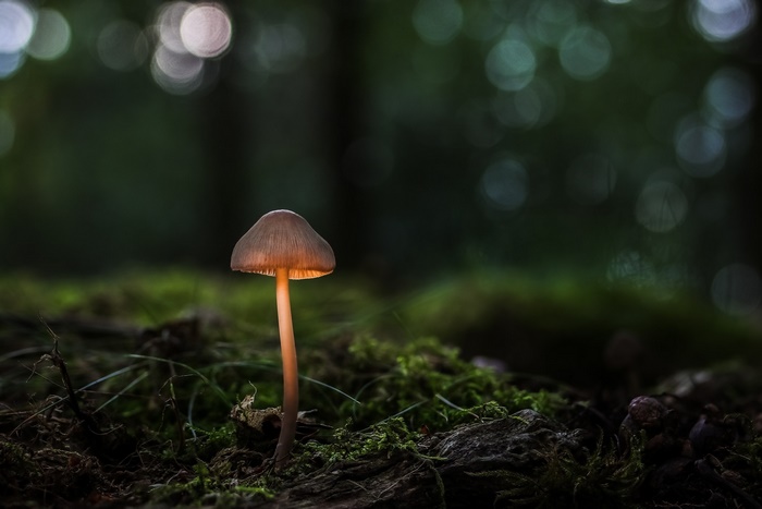 A single glowing mushroom in a mossy forest