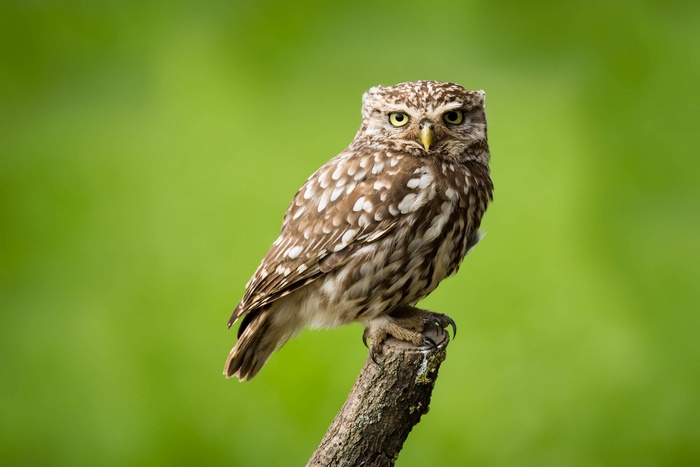 Little Owl perched on a branch