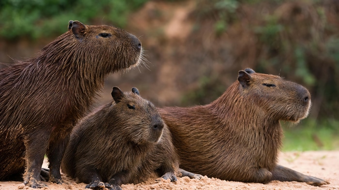 Three Capybaras Chilling on the Sand