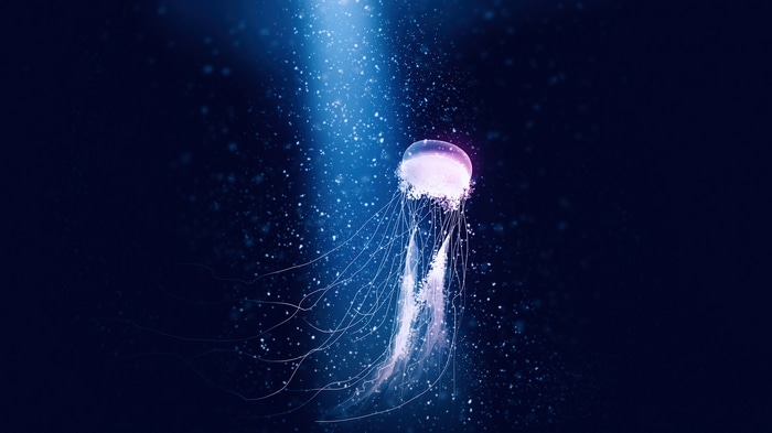 Jellyfish in blue light 4K