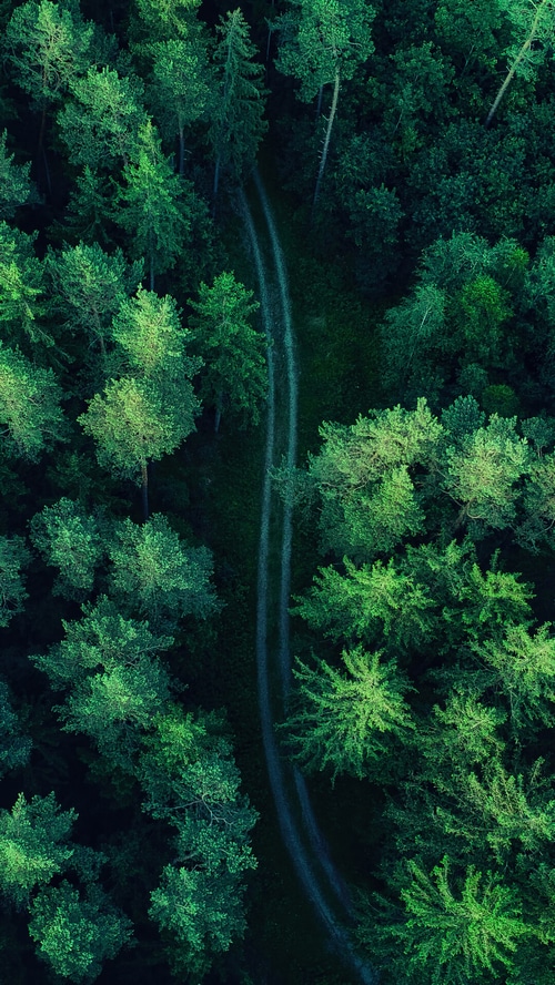 Aerial view of a forest with a dirt path