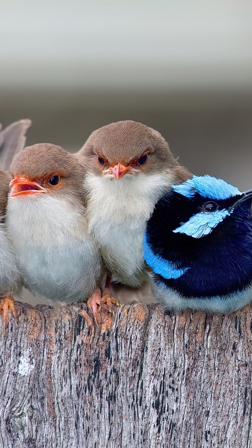 Three birds perched on a wooden surface