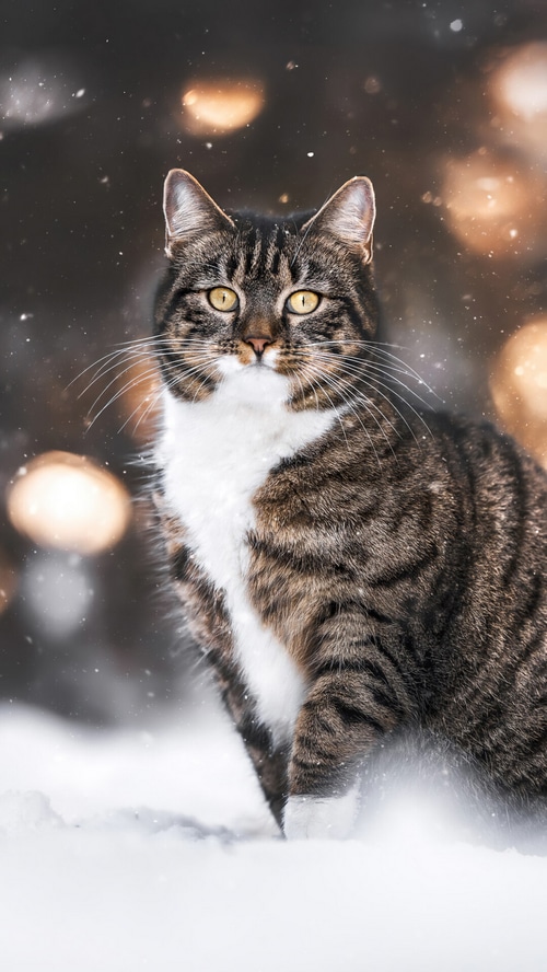 Tabby Cat Sitting in Snow with Bokeh Lights