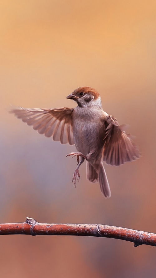 Sparrow in flight over a branch