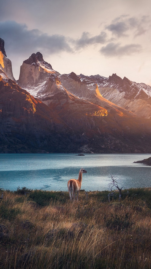 Guanaco in front of mountains and lake
