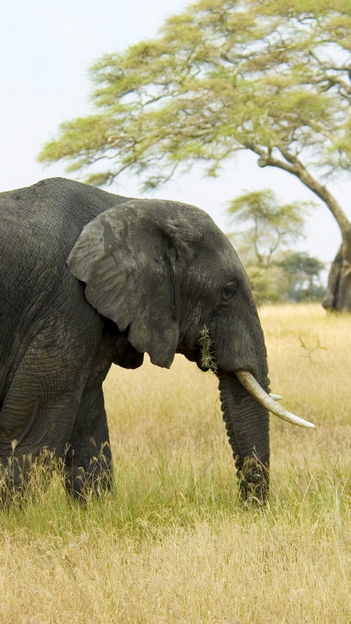 Elephant eating grass in a savanna