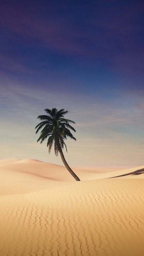 A lone palm tree in a vast desert landscape