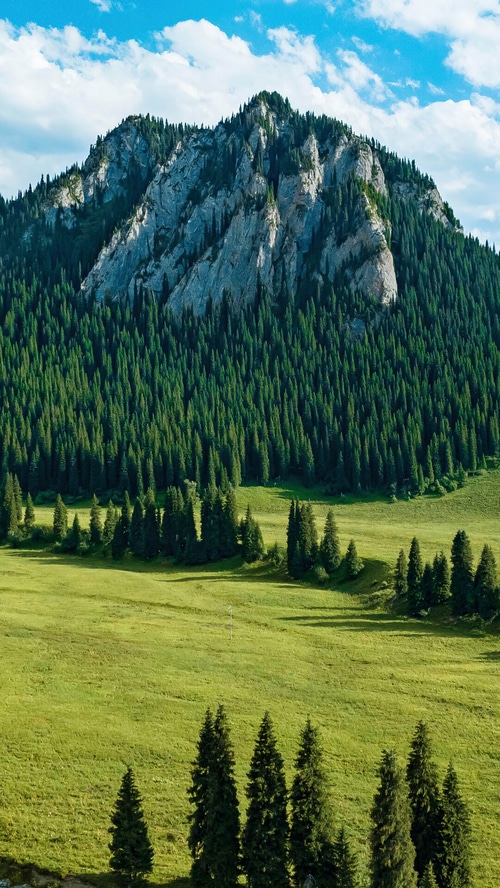 Mountain forest scenery with green fields and blue sky