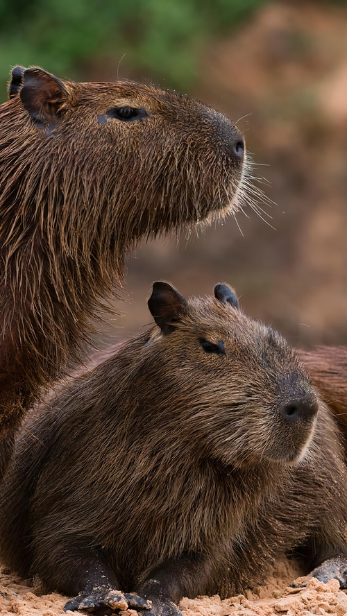 Two Capybaras resting on sandy ground