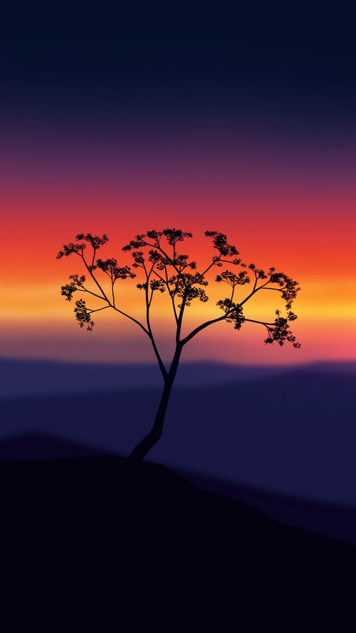 Silhouette of a tree against a sunset sky
