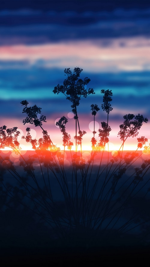 Silhouette of plants against a colorful sunset sky
