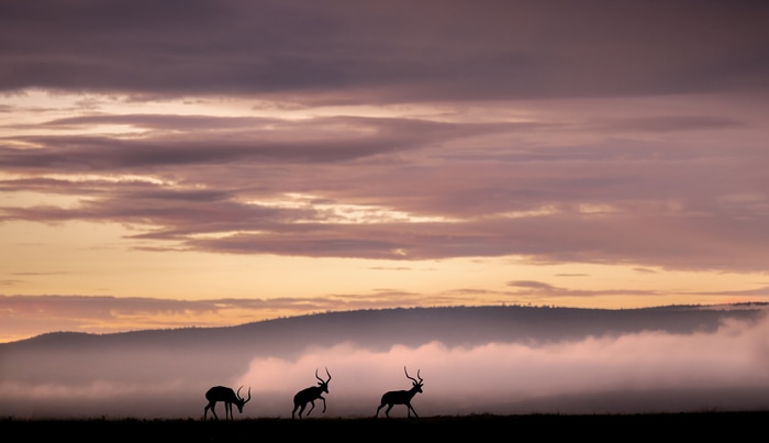 Three antelopes silhouetted against a misty sunrise