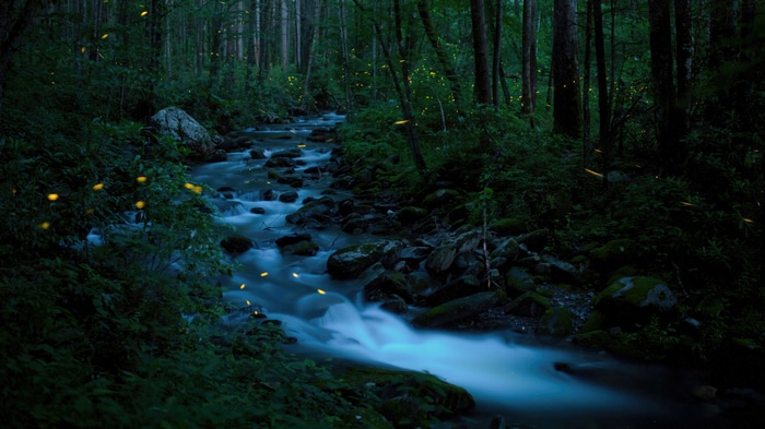 Fireflies over a stream in a forest