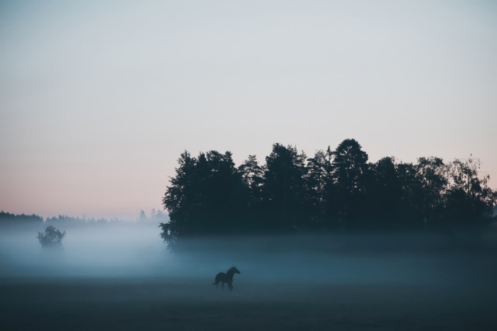 Horse in a foggy field with trees