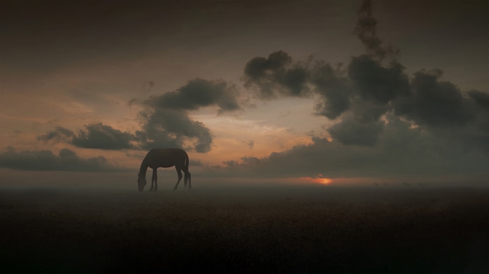 Horse grazing in a misty field at sunset
