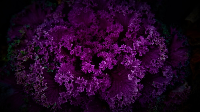 Close-up of a purple ornamental kale plant