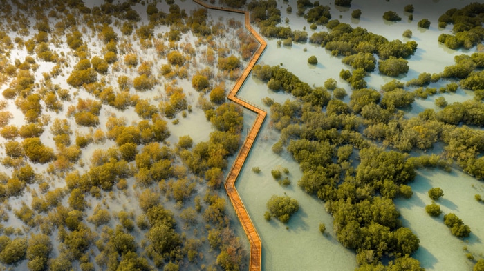 Aerial view of a wooden boardwalk through mangroves in Dubai