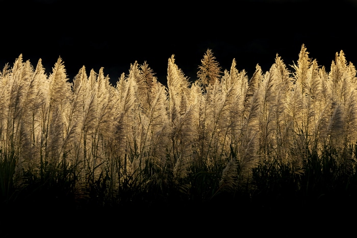 Field of tall grass with feathery plumes against a black background