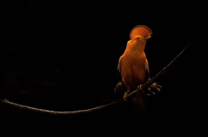 Orange bird with crest on a branch