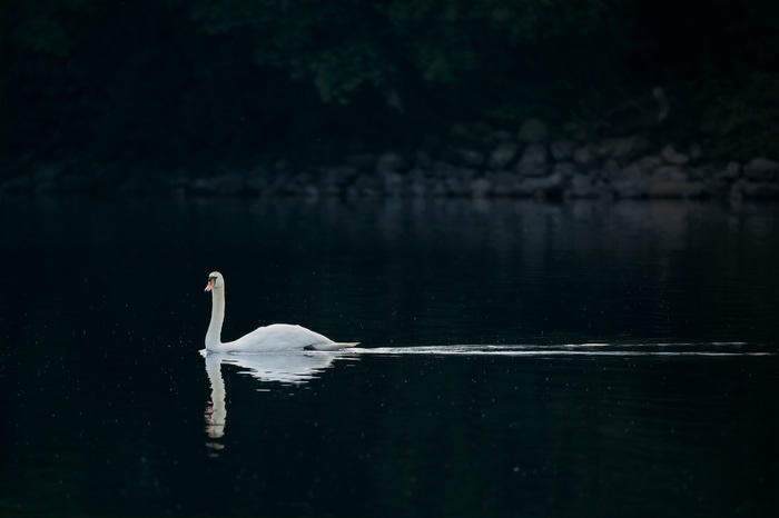 A white swan swims on a dark lake