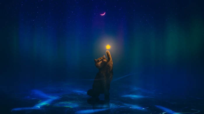 Cat reaching for a star under the aurora