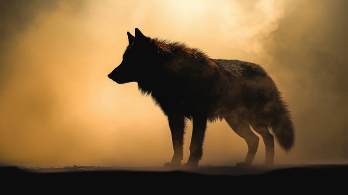 Wolf in a dusty, golden light