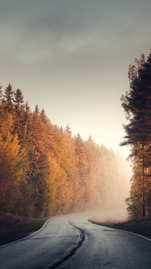 Autumn road through a misty forest
