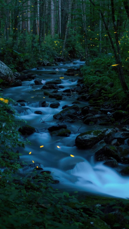 Fireflies over a stream in a forest