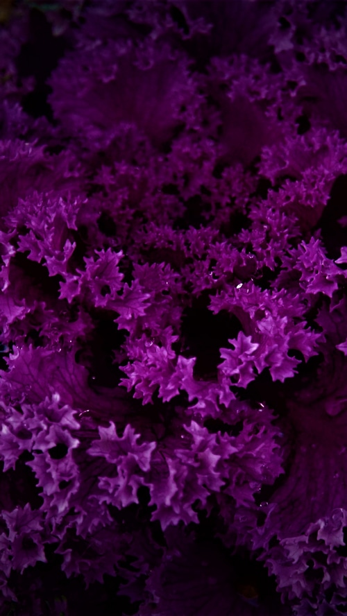 Purple ornamental kale close-up