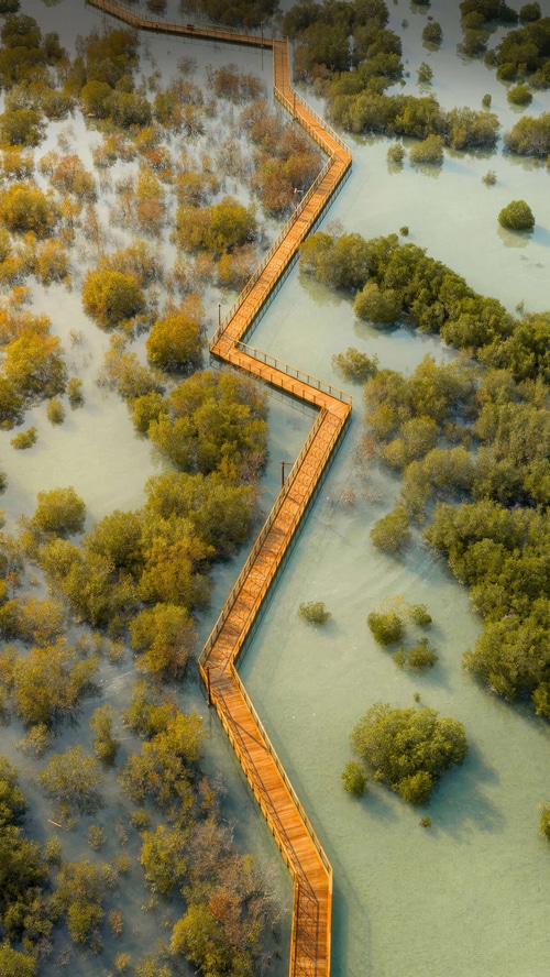 Wooden boardwalk through mangrove forest in Dubai