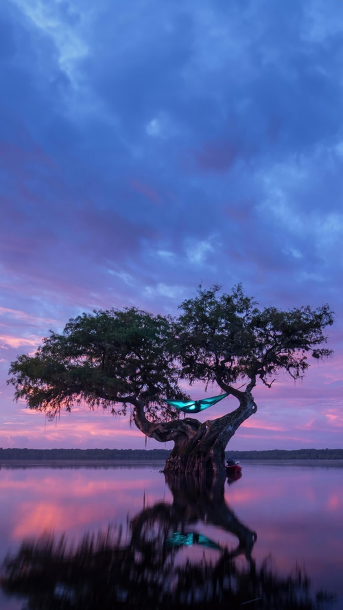 Tree with hammock over water at sunset
