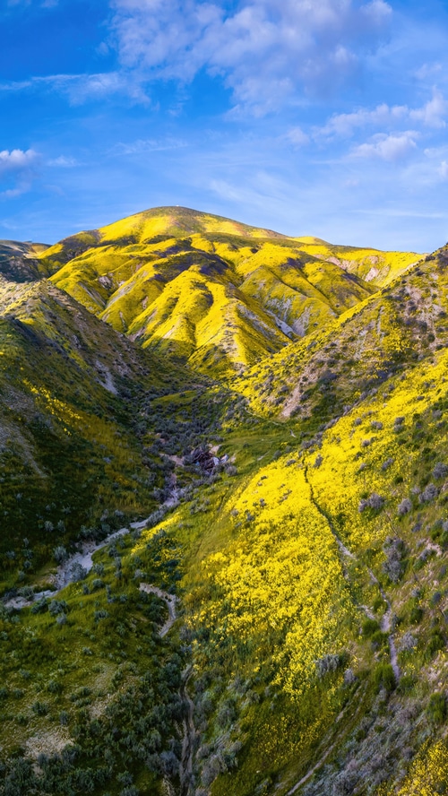 California hills covered in yellow wildflowers under a blue sky