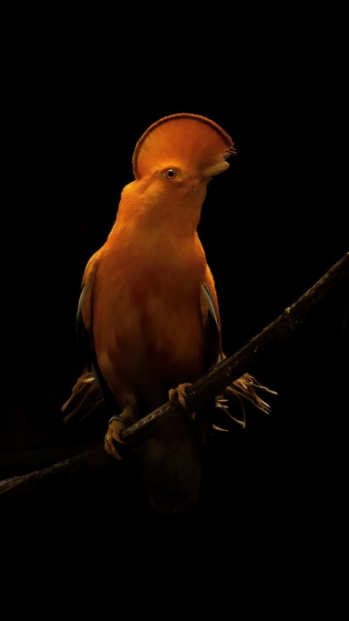 Orange bird with crest on a branch