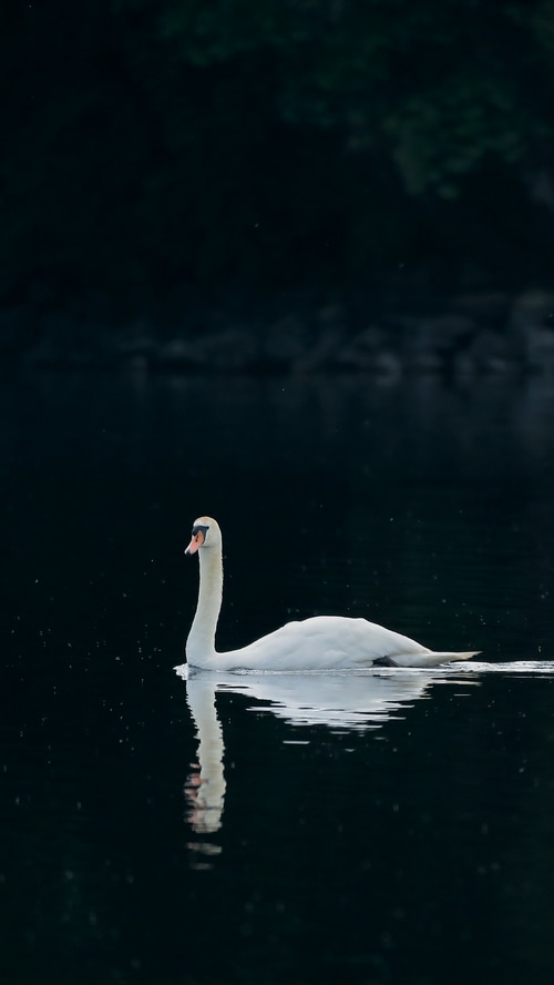 A white swan swims in dark water
