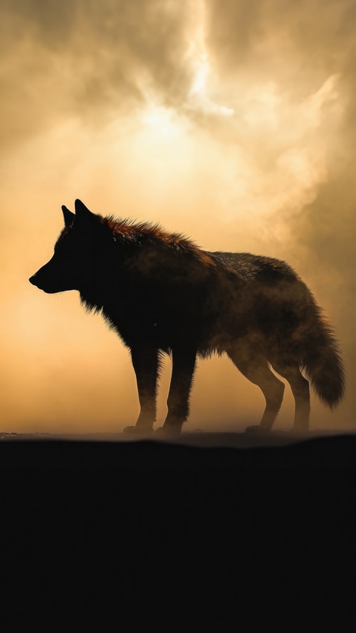 Silhouette of a wolf in smoky sunlight