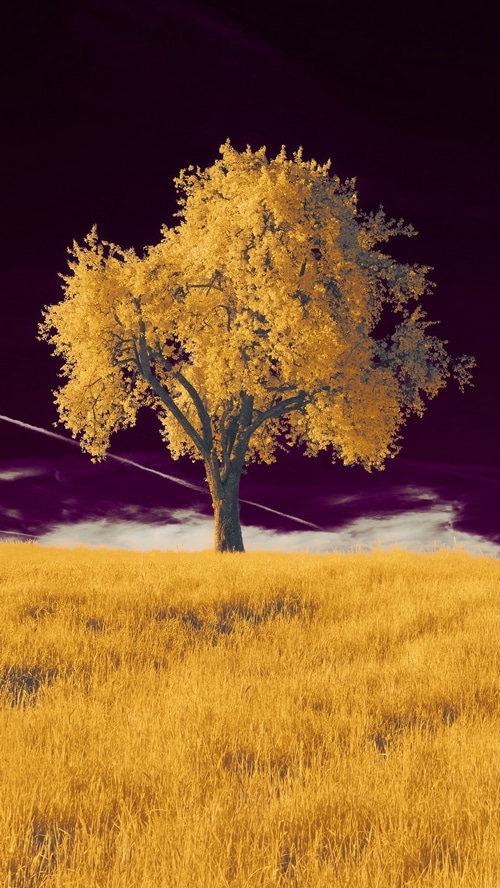 A solitary tree in a golden field under a dark sky